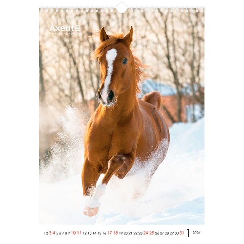 Календар настінний А3 2026 р., Horses